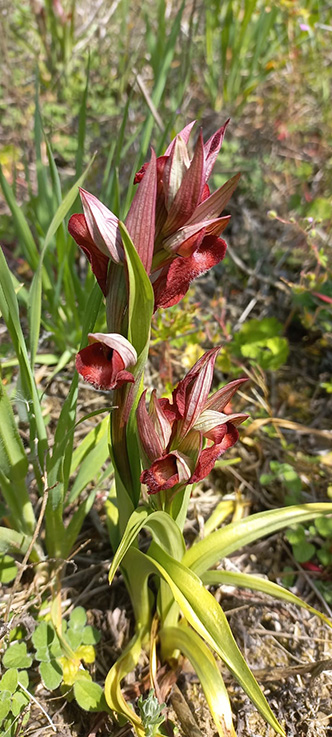 Festival della custodia di orchidee spontanee 2026 a Pecetto di Valenza (AL)